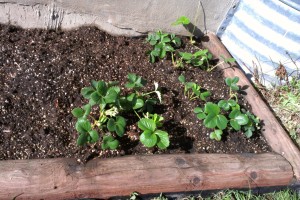 These precious strawberry plants are now protected from the wind and any snow that my come our way tonight and tomorrow.