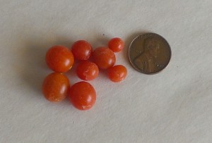 Sweet Pea Tomatoes